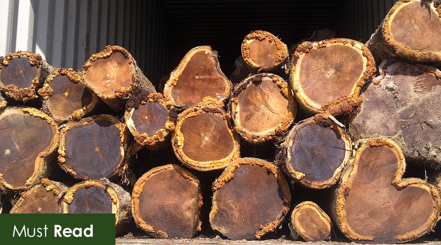 Examining The Distinctions Between FirstGrade And SecondGrade Teak