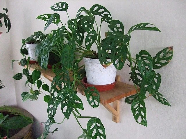 Swiss Cheese Plant Decoration Ideas In Your Office