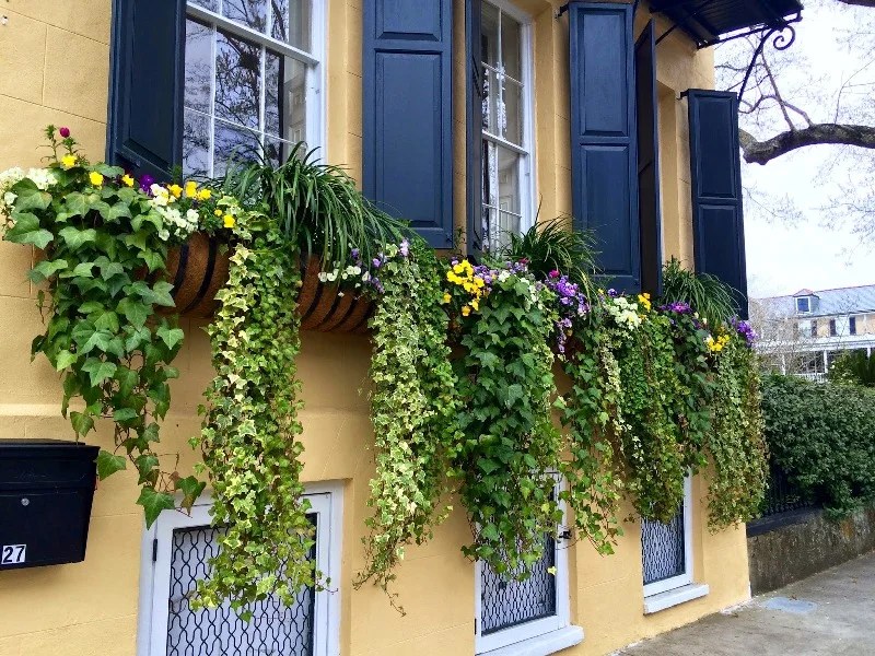 How to Choose the Best Flower Window Boxes and Planters
