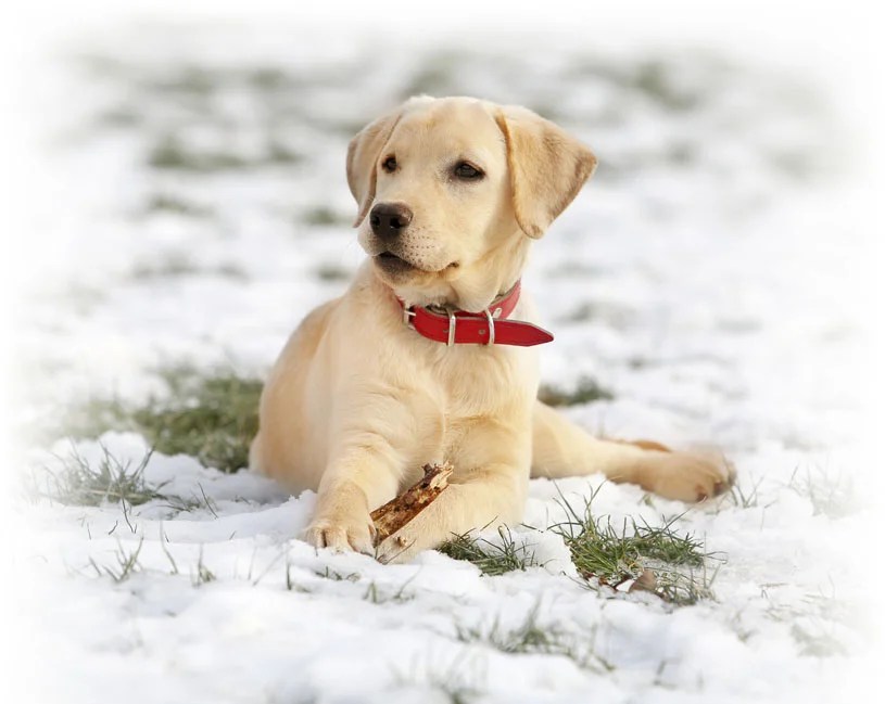 Top Five Dog Breeds for Families » Residence Style