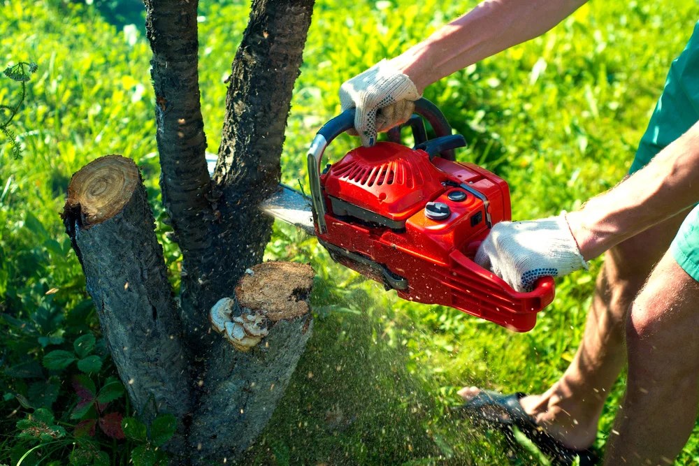 Tips To Find the Best Tree Service » Residence Style