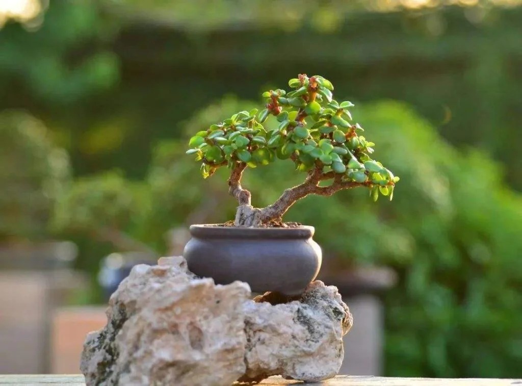 How to Choose the Best Bonsai Trees for Beginners » Residence Style