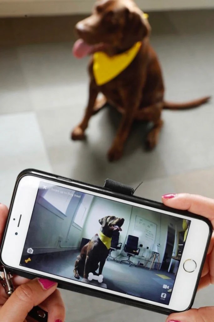 How to Make a Pet Cam with a Cell Phone Camera » Residence Style