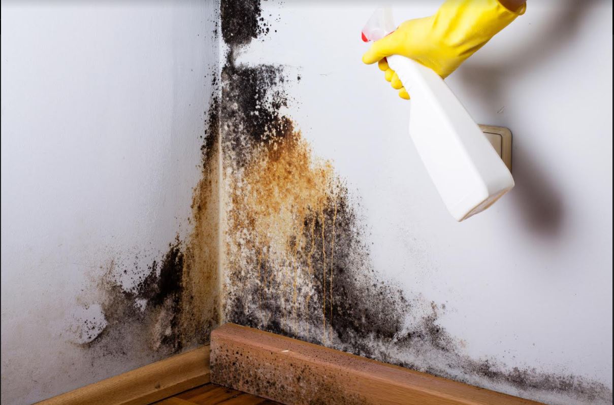 How to Get Rid of Mold From Every Home Surface ResidenceTalk