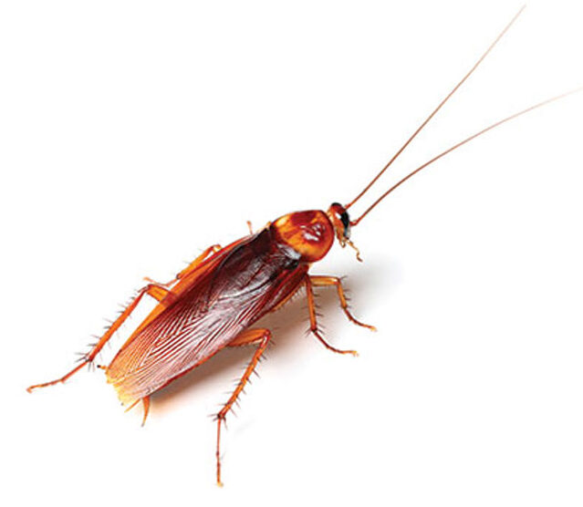 Pest Control Gold Coast Cockroaches at Shirley Ho blog