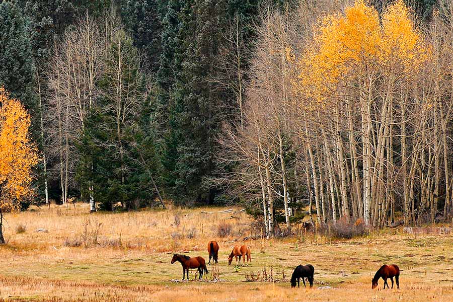 Homes & Property for Sale in AZ Frank M. Smith