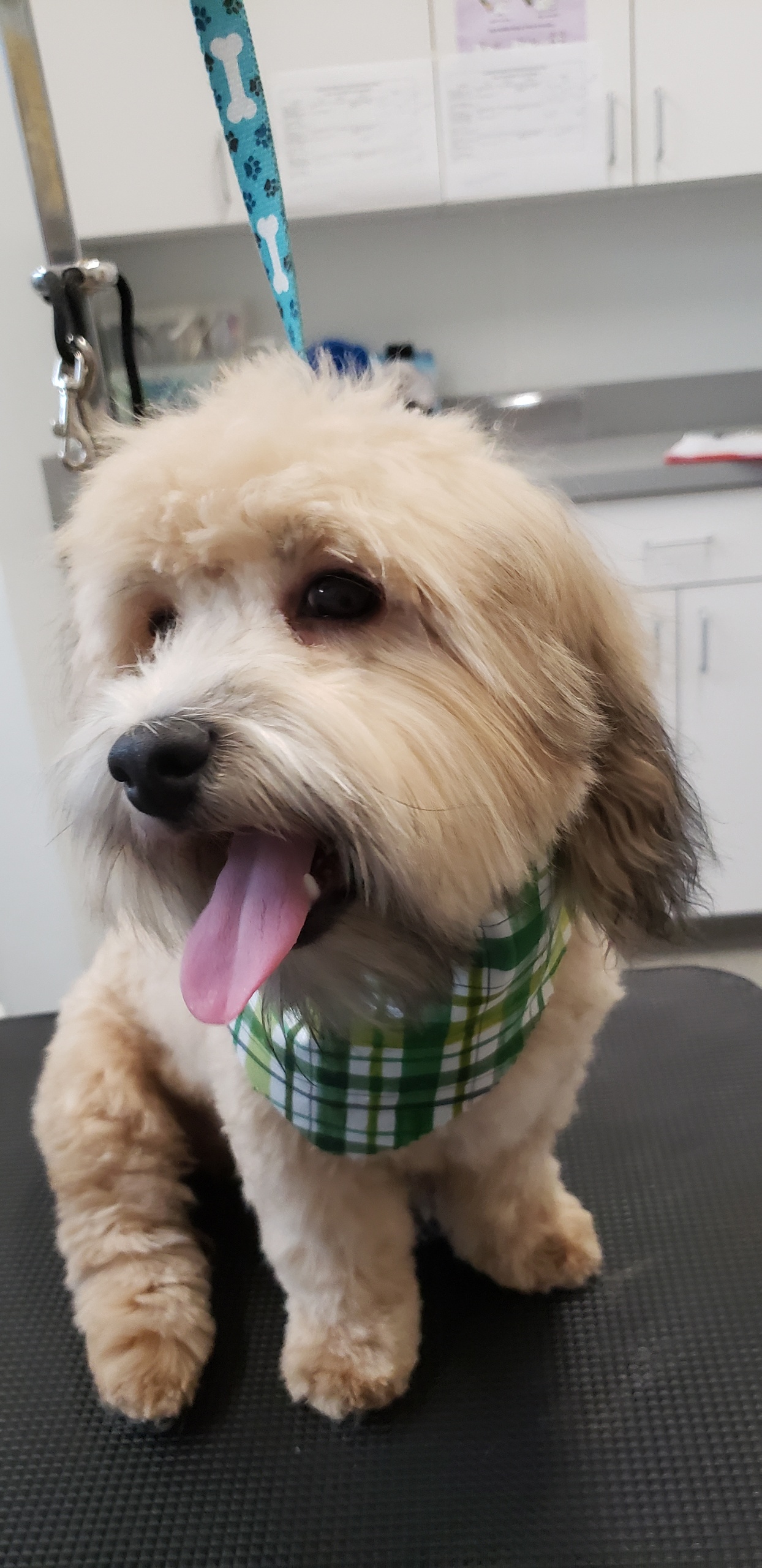 Pet Grooming In Hamburg, NY 14075 Resorts Boarding & Play