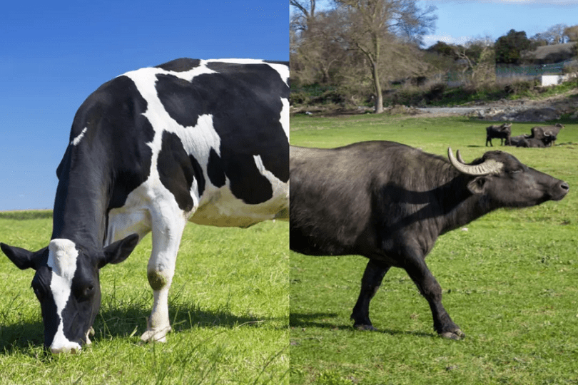 Buffalo Milk Emerging as Force in China’s Dairy Market ChemLinked