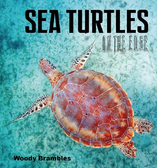 Product Sea Turtles on the Edge Book School Essentials