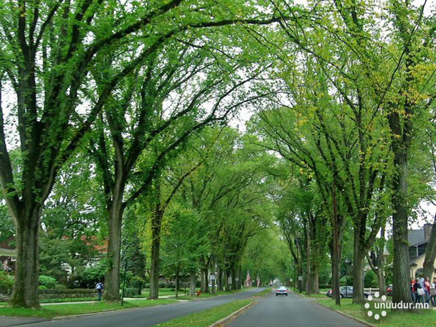 Хайлаас модыг хаана ч тарьсан ургадаг