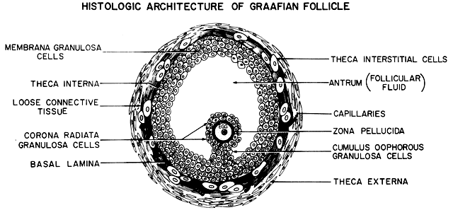 Follicle Growth And Development Glowm