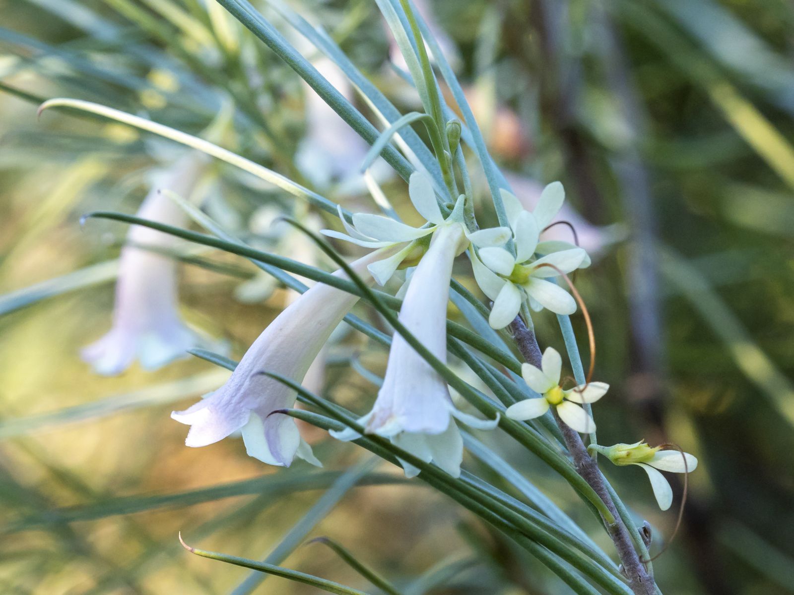 Buying native plants and seeds Australian Plants Society
