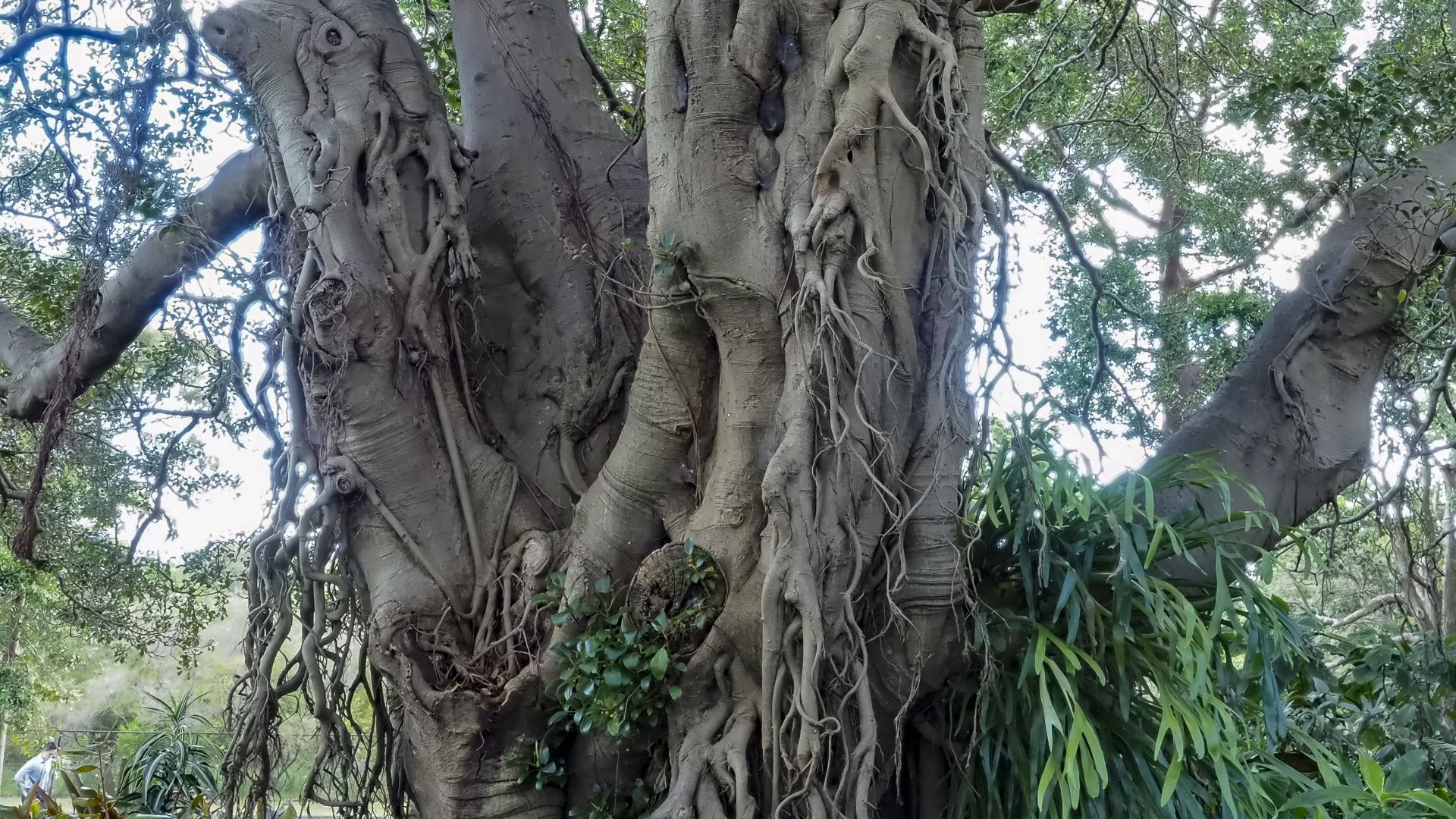 _B146941 Australian Plants Society