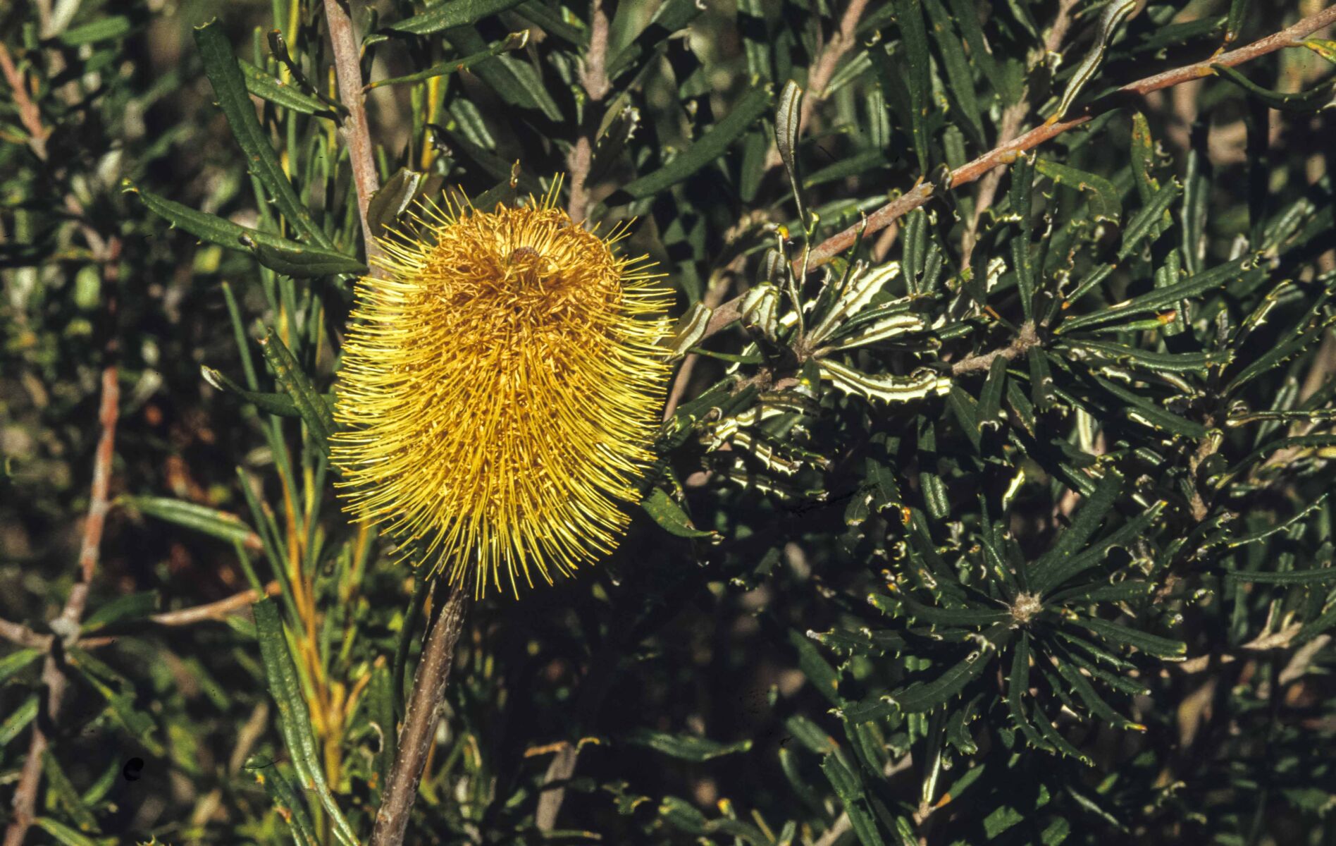Banksia marginata Australian Plants Society