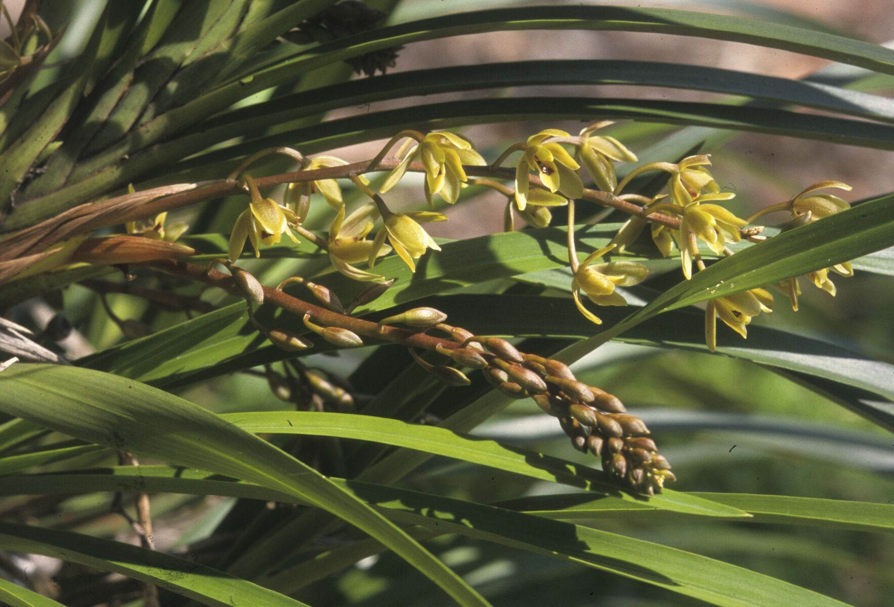 Cymbidium suave Australian Plants Society
