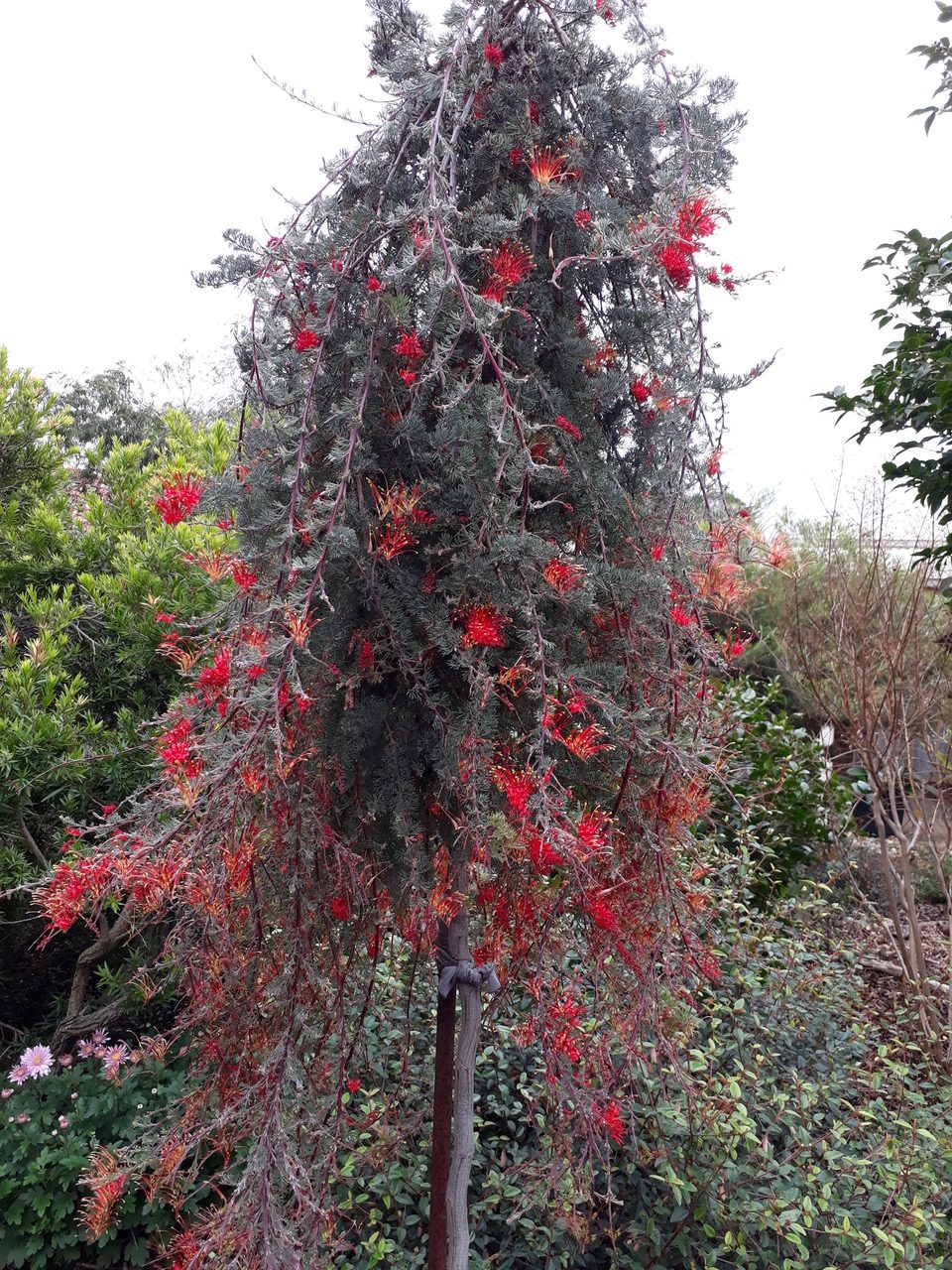 Grevilleas for pots and small gardens talk by Peter Olde Australian