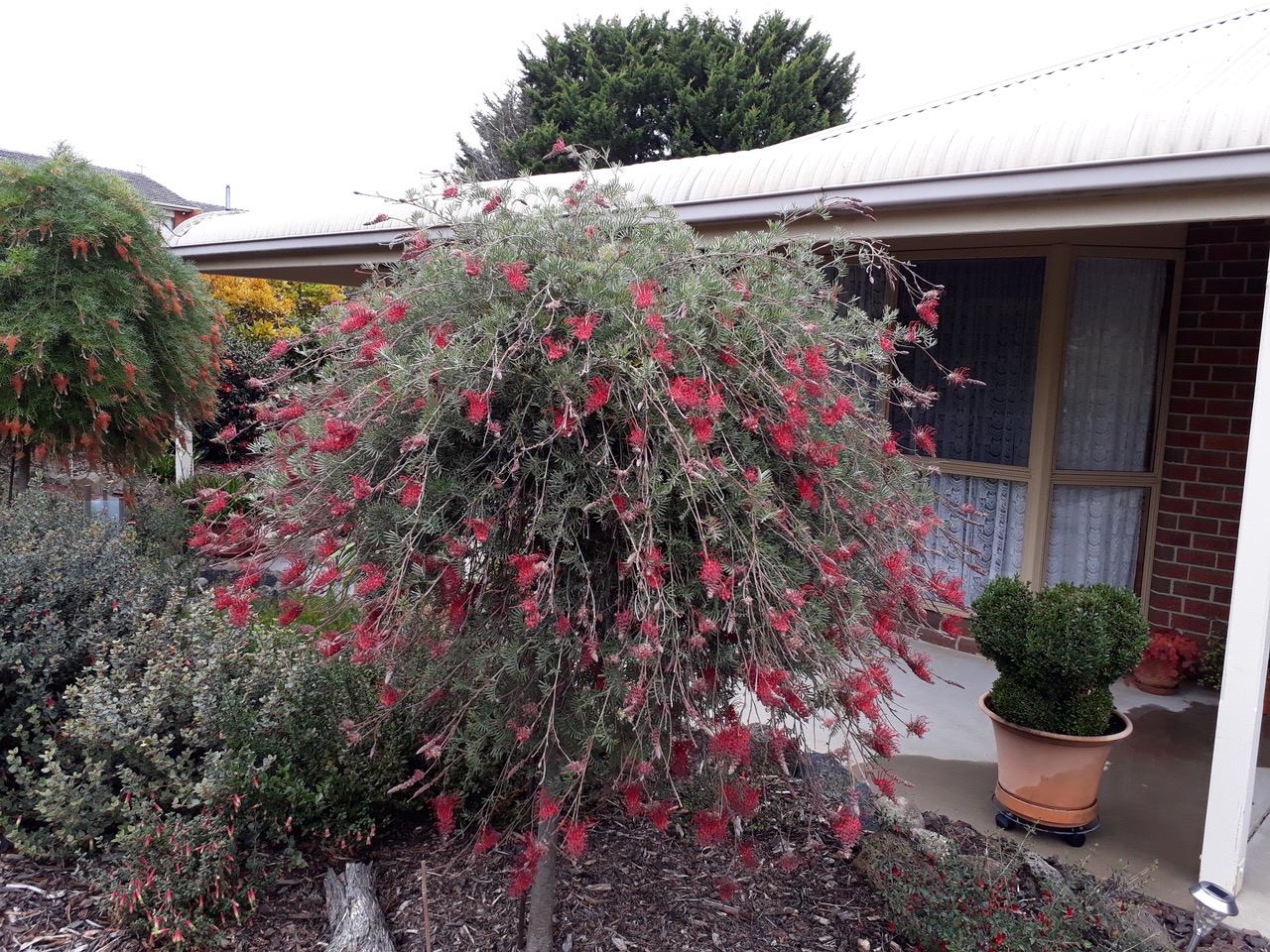 Grevilleas for pots and small gardens talk by Peter Olde Australian