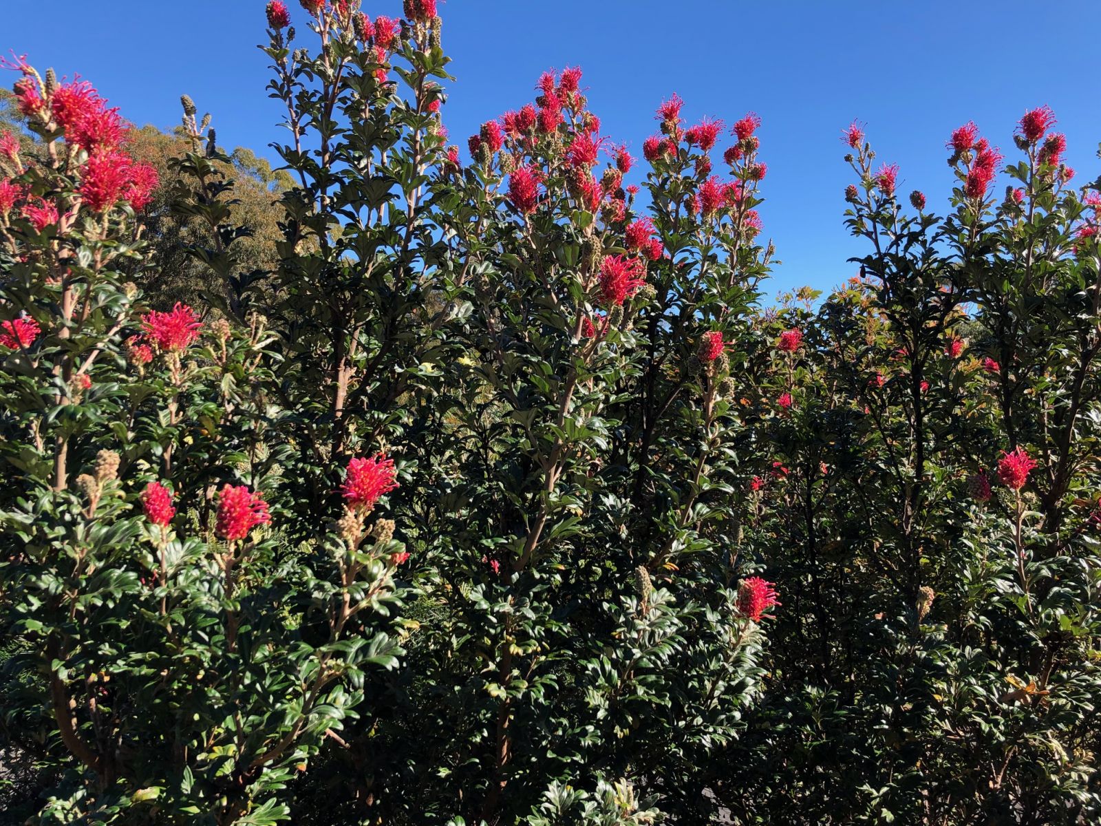 Grevillea ‘Pink / White Candelabra’ Australian Plants Society