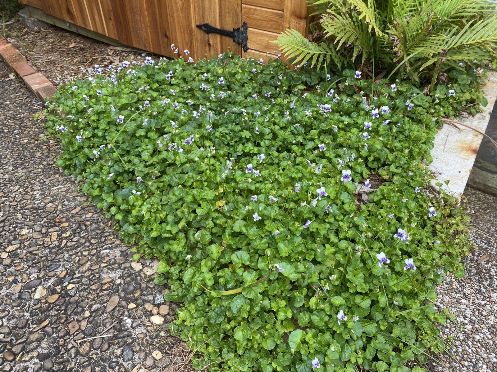 Viola banksii Australian Plants Society