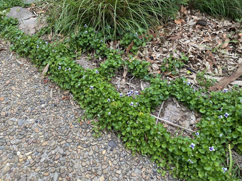 Viola banksii Australian Plants Society