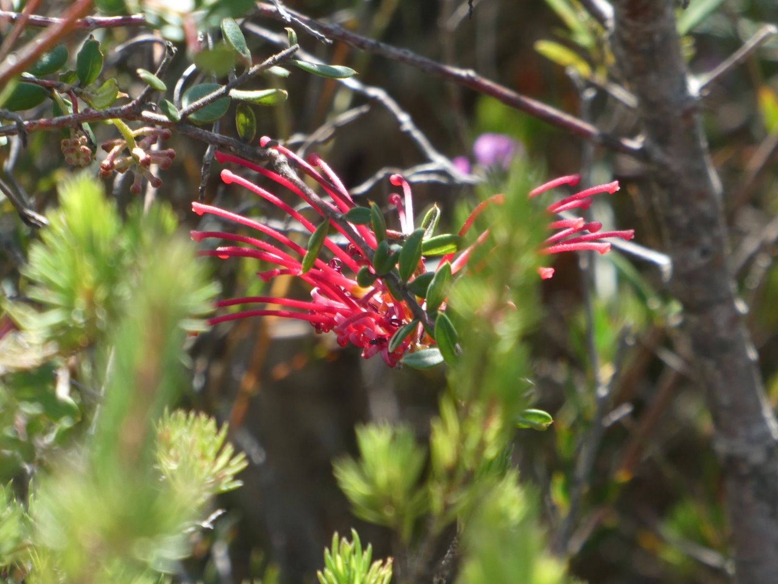 P1010961 Australian Plants Society