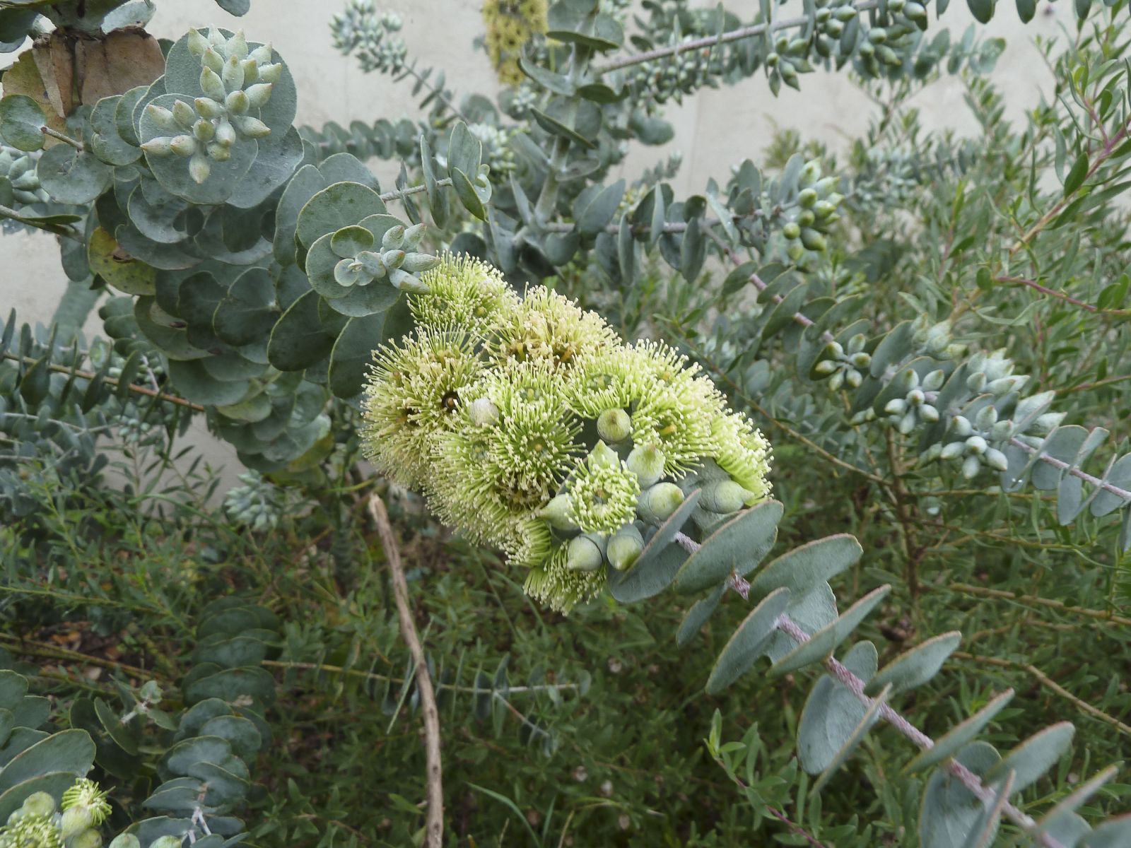 P1060634 Australian Plants Society