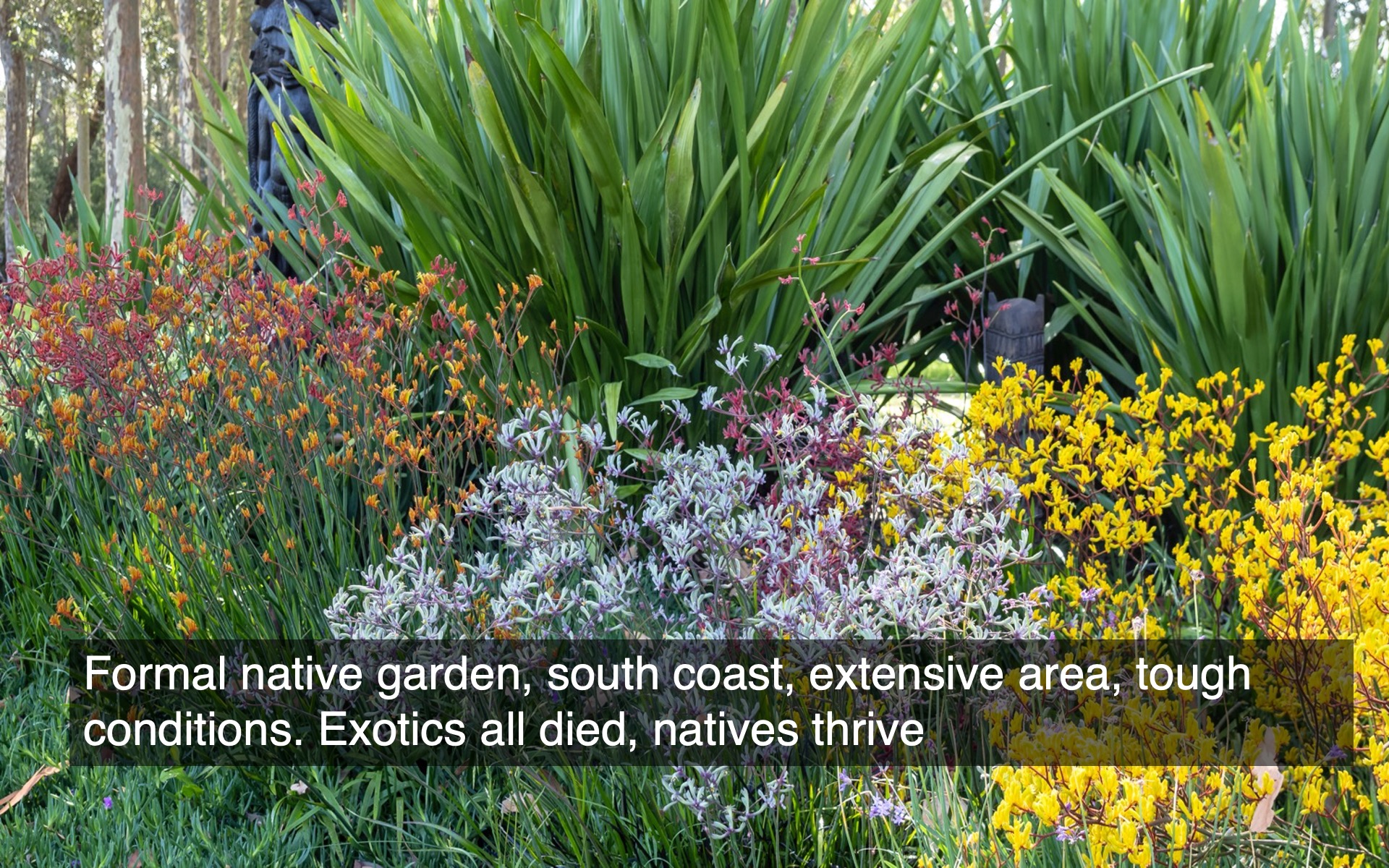 Slide33 Australian Plants Society