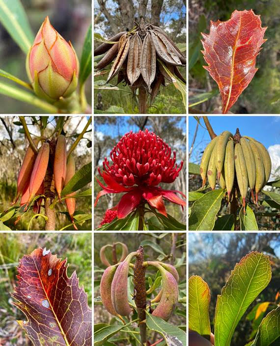The world of Waratahs Australian Plants Society