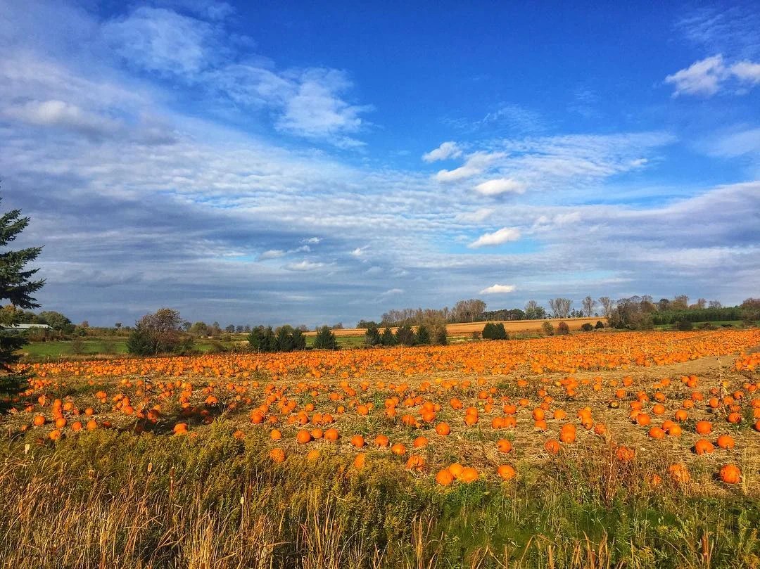 Brooks Farms, Mount Albert