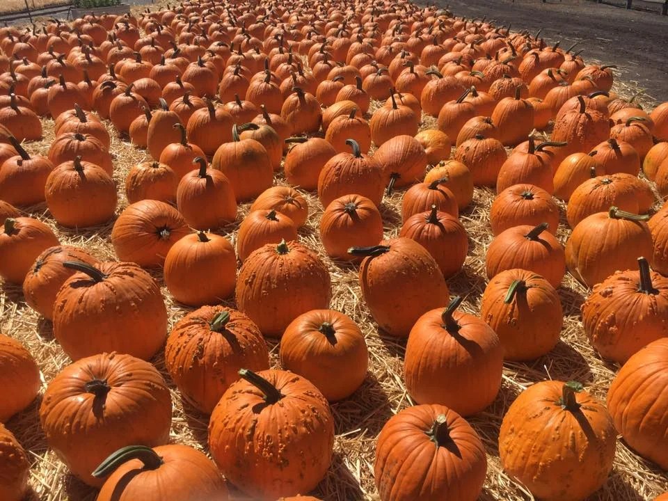 Spina Farms Pumpkin Patch, San Jose