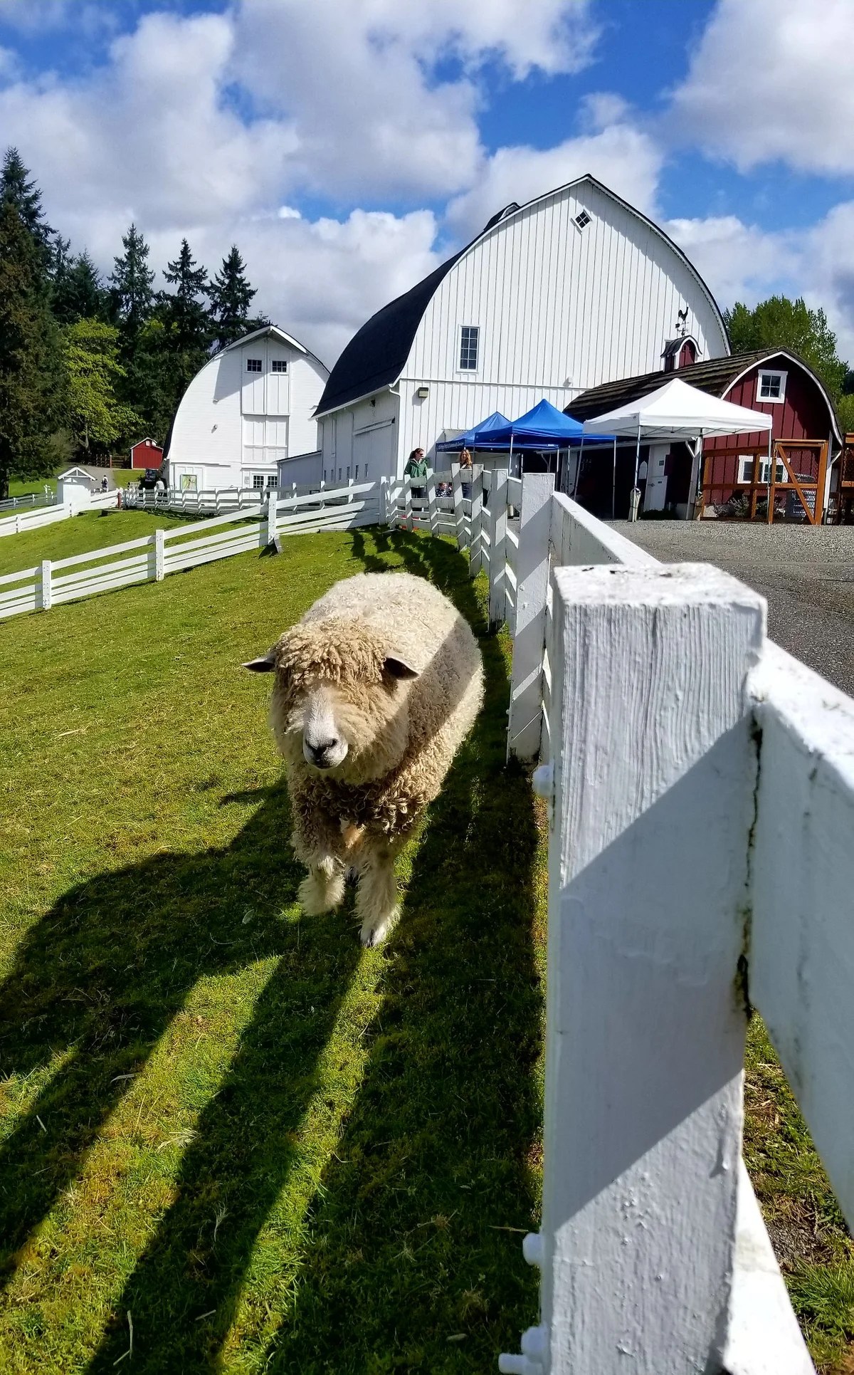 Kelsey Creek Farm, Bellevue
