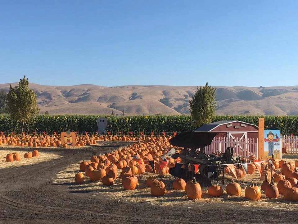 Spina Farms Pumpkin Patch, San Jose