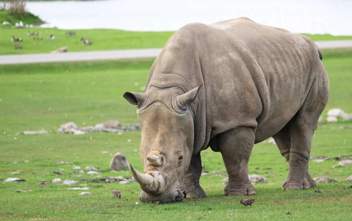 African Lion Safari, Hamilton