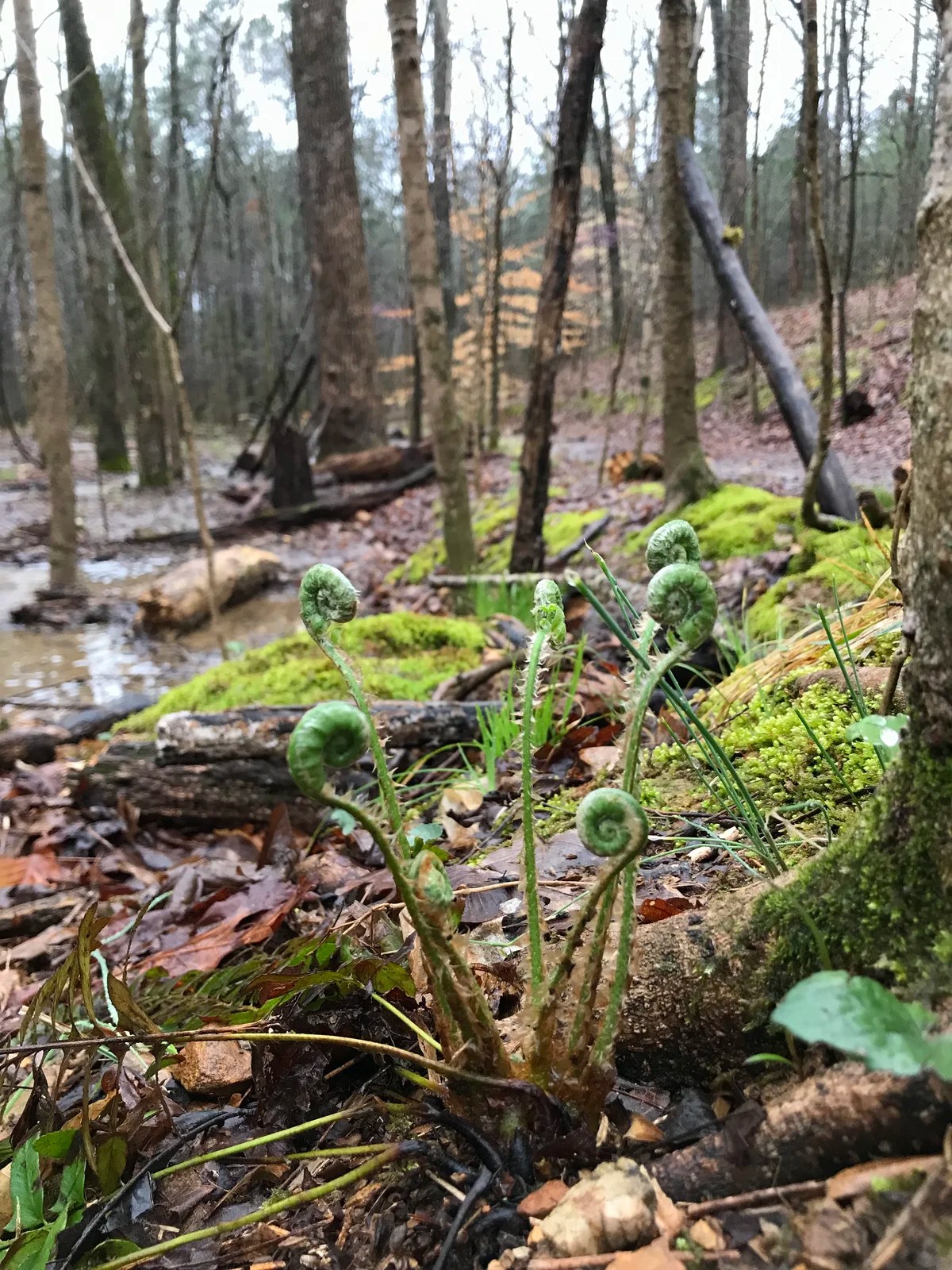 Bowie Nature Park, Franklin