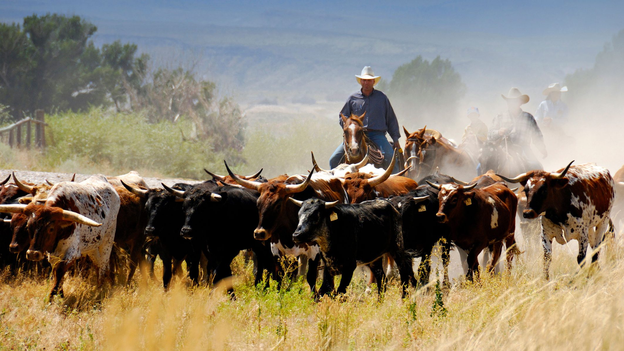 Texas TenantLandlord Rental Laws & Rights for 2024