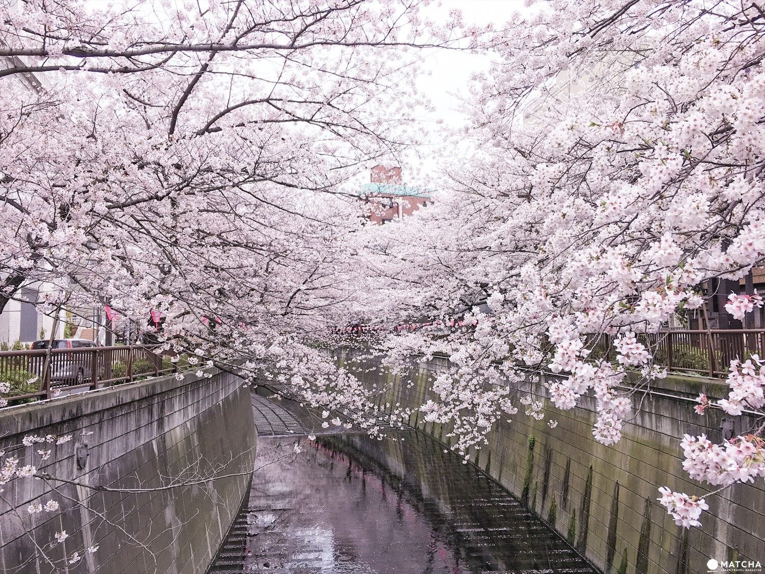 Cherry Blossom Dc Metro Station