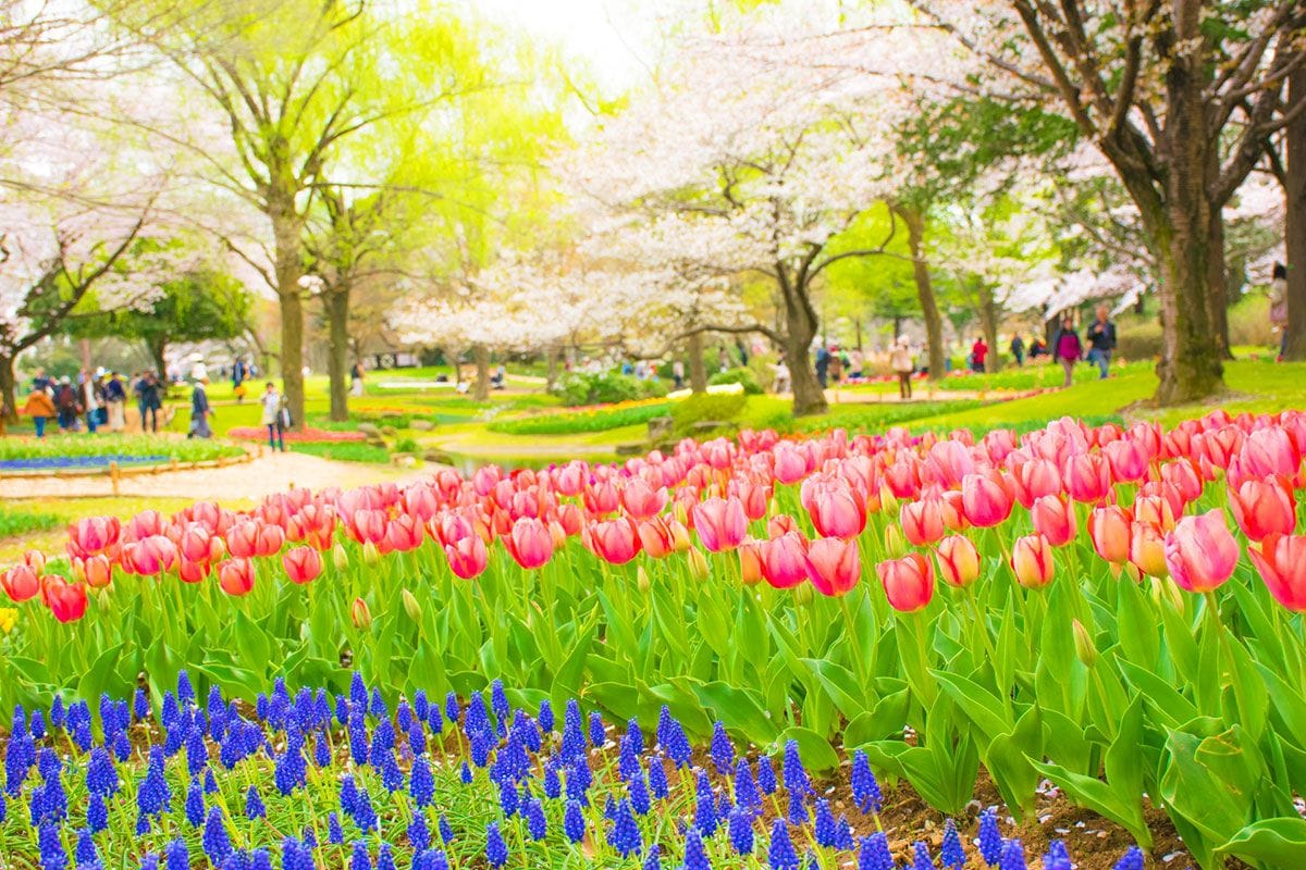 See Flowers All Year Long! The Highlights of Tokyo's Showa Kinen Park