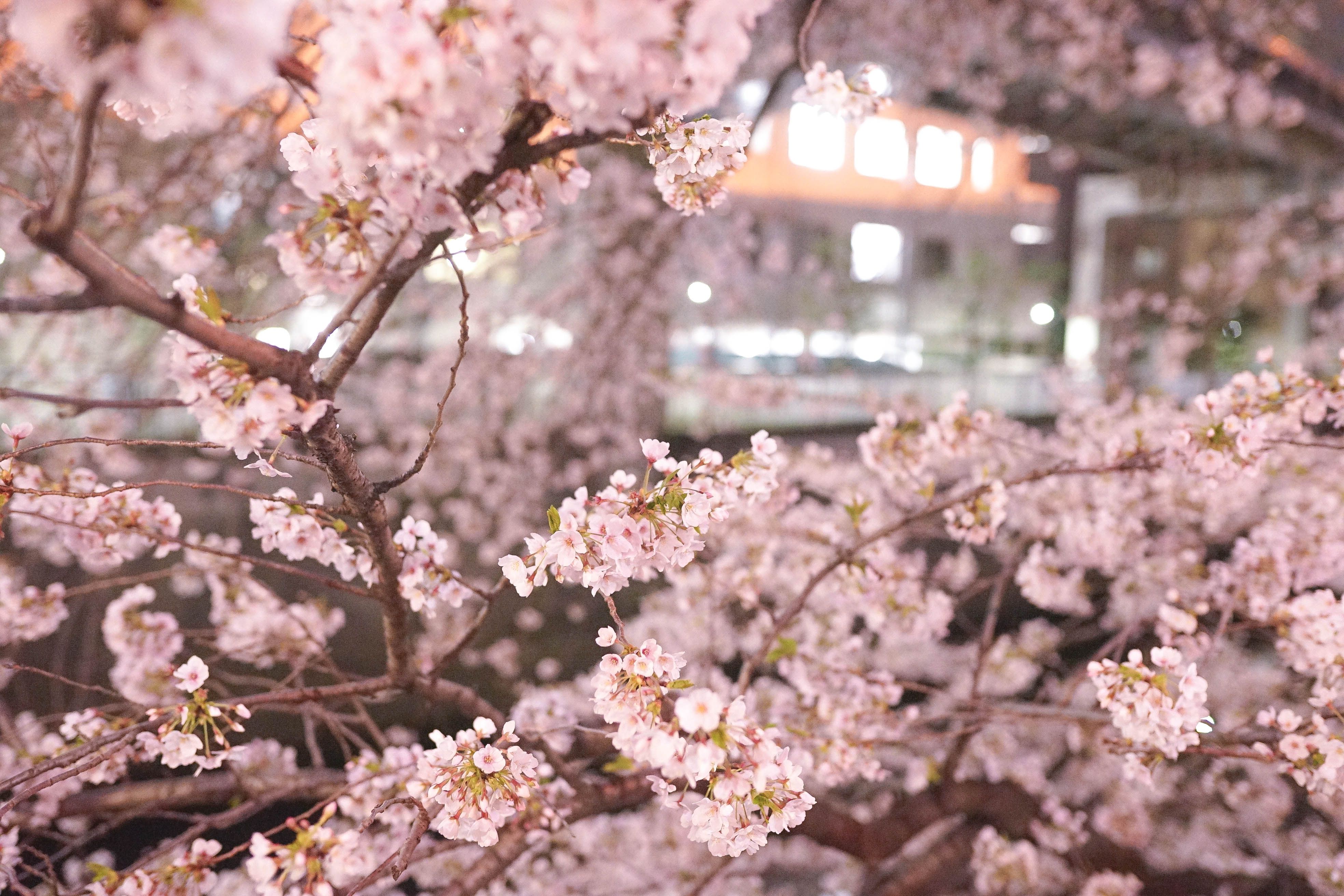 Japan's Seasons In Photos April Lovely Cherry Blossoms LaptrinhX