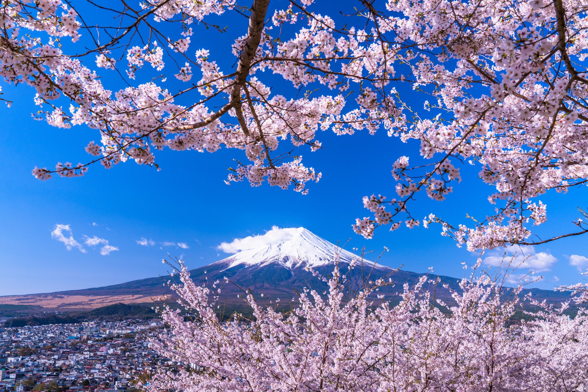 7 Great Cherry Blossom Spots Near Tokyo In 2020 MATCHA JAPAN TRAVEL