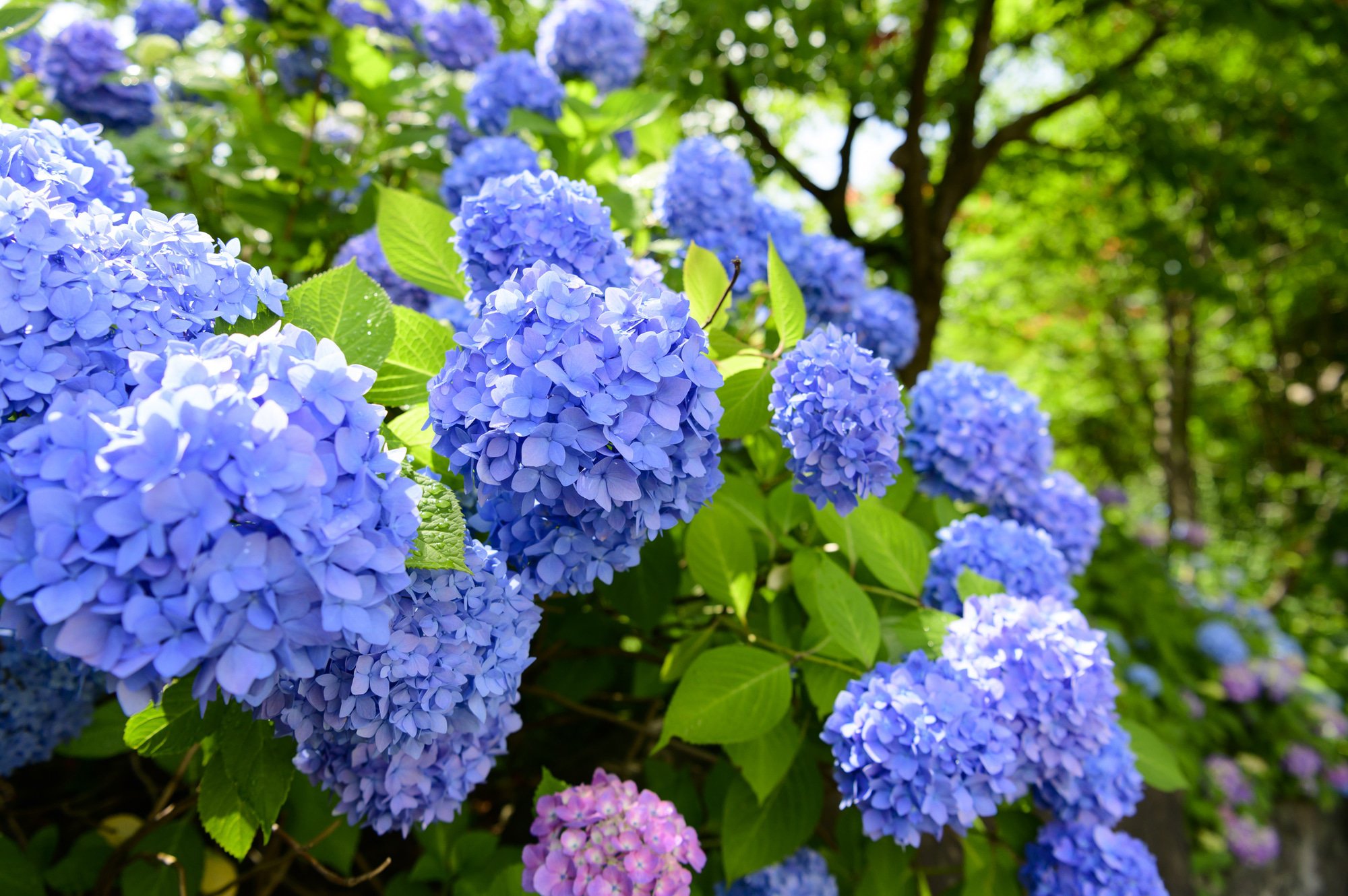 Hydrangeas And The Rainy Season Japan's Flower Of Early Summer MATCHA JAPAN TRAVEL WEB