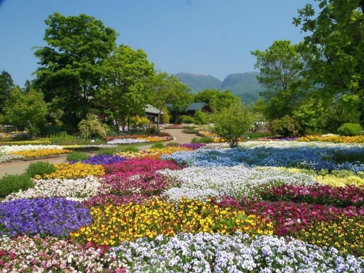 Beautiful Flower Garden In Japan / Japanese House Image Photo Free