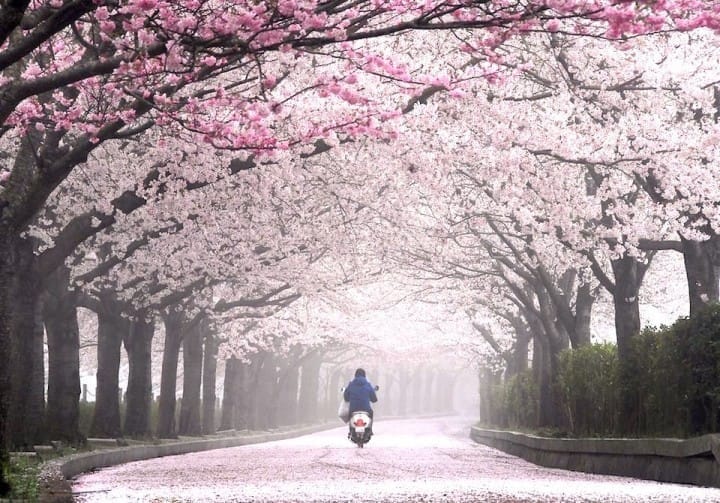 Kyoto's Cherry Blossoms 2021 15 Spots And Viewing Tips