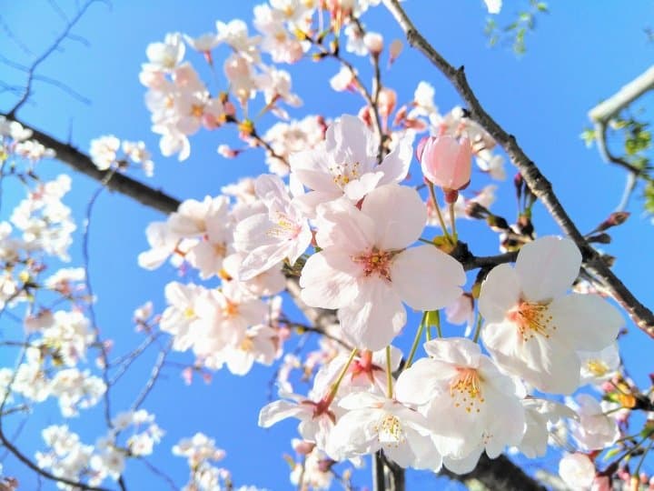 Plum, Cherry, and Peach Blossoms The Differences Between Them MATCHA JAPAN TRAVEL WEB MAGAZINE