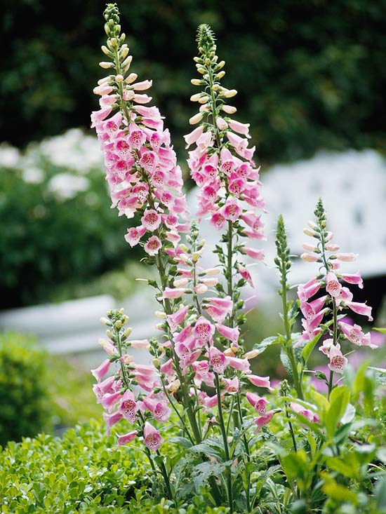 Rabbit Resistant Plants Home Tips And More