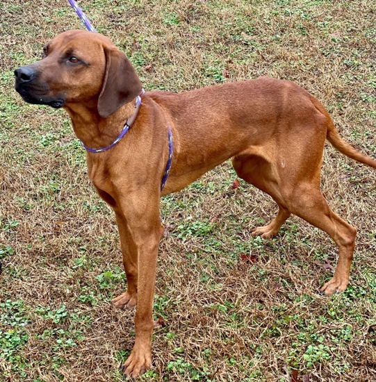 Rescue Success Story Rhodesian Ridgeback Rescue, Inc.