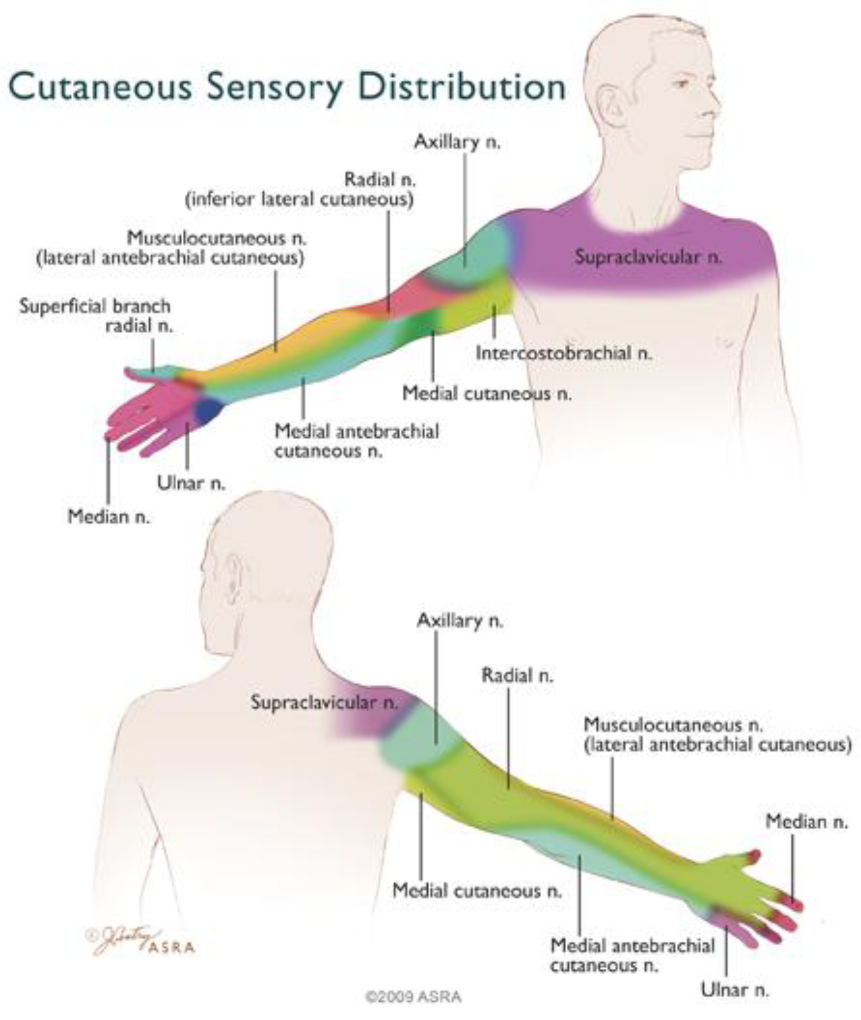 Ultrasoundguided Local Anaesthetic Blocks Of The Forearm Virtual Library