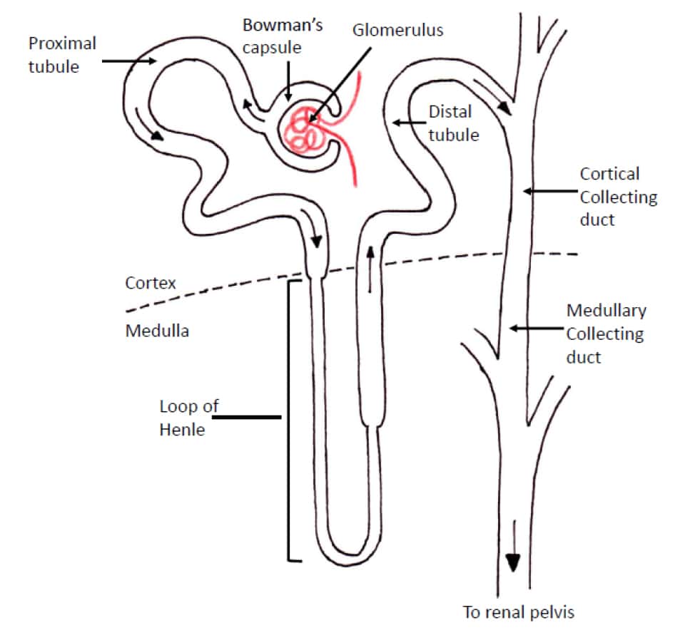 Renal Physiology Part 2 WFSA Resources