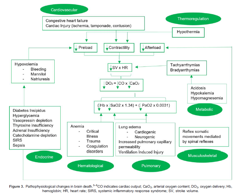 Management of BrainDead Donor for Organ Transplant Virtual Library