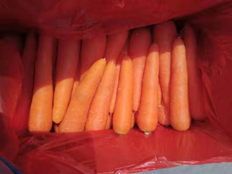 Experienced supplier of FRESH CARROT TO DUBAI MARKET