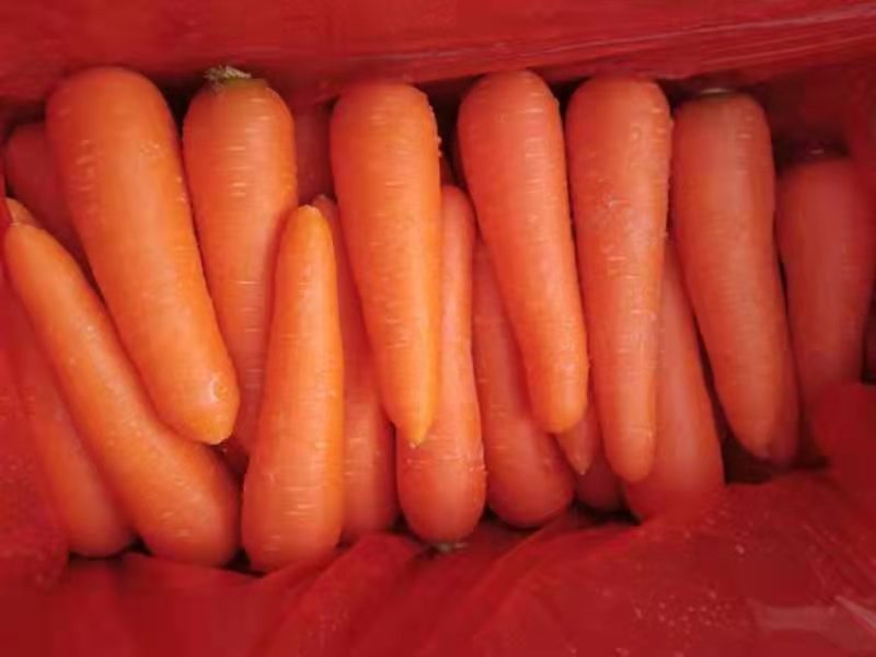 Experienced supplier of FRESH CARROT TO DUBAI MARKET